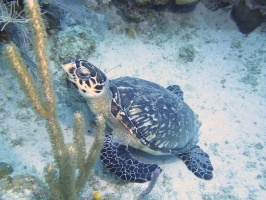 046 Hawksbill Sea Turtle IMG 5813
